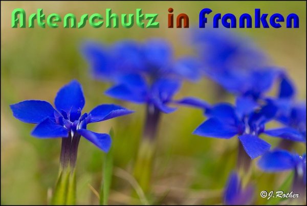 Copyright AiS Johannes Rother Bild zum Eintrag (57139-160)