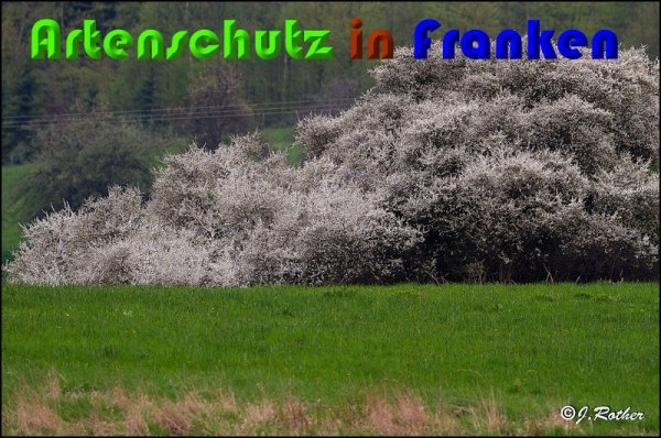 Bild zum Eintrag (57251-160)