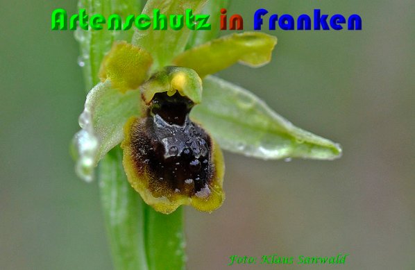 Copyright AiS Klaus Sanwald Bild zum Eintrag (57258-160)