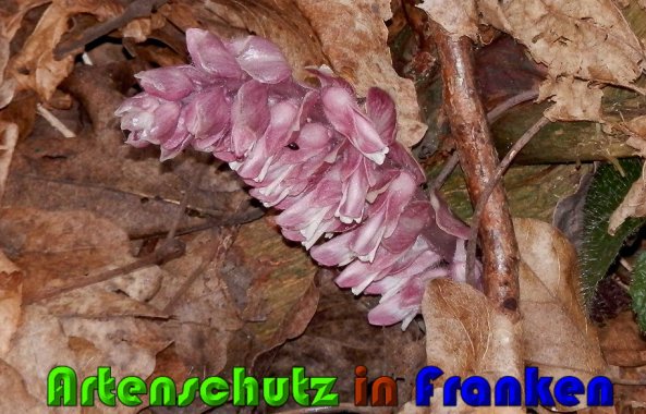 Copyright AiS Albert Meier Bild zum Eintrag (57275-160)
