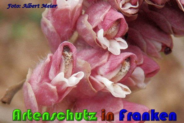 Copyright AiS Albert Meier Bild zum Eintrag (57278-160)