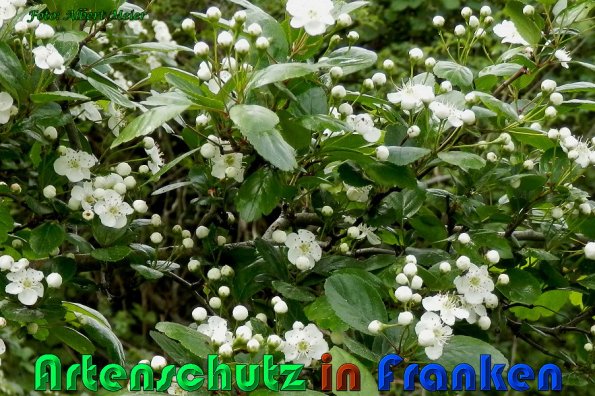 Copyright AiS Albert Meier Bild zum Eintrag (57533-160)