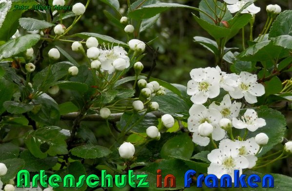 Copyright AiS Albert Meier Bild zum Eintrag (57534-160)