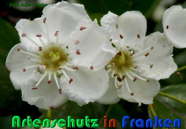 Copyright AiS Albert Meier Bild zum Eintrag (57537-160)