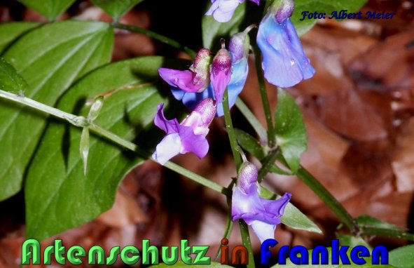 Copyright AiS Albert Meier Bild zum Eintrag (57584-160)