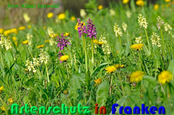 Copyright AiS Klaus Sanwald Bild zum Eintrag (57647-160)