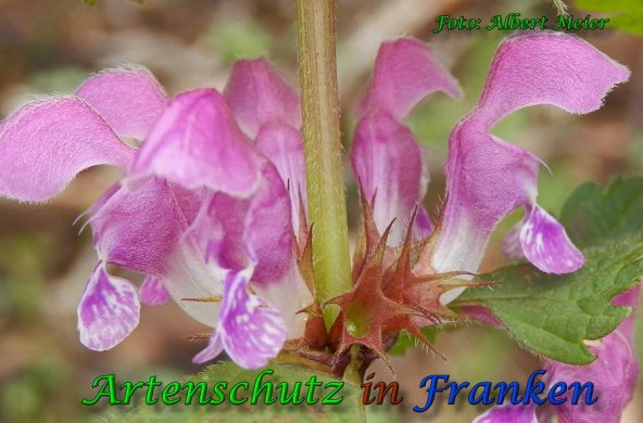 Copyright AiS Albert Meier Bild zum Eintrag (57796-160)