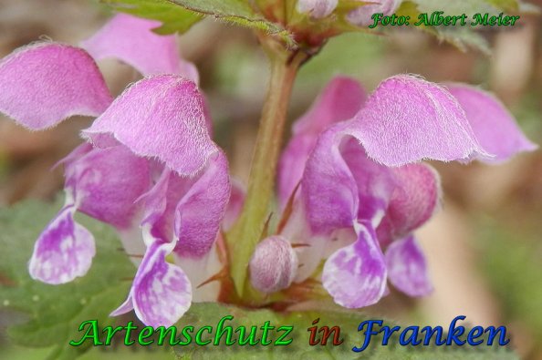 Copyright AiS Albert Meier Bild zum Eintrag (57797-160)