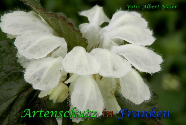 Copyright AiS Albert Meier Bild zum Eintrag (57806-160)