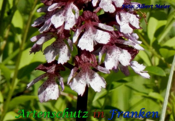 Copyright AiS Albert Meier Bild zum Eintrag (57821-160)