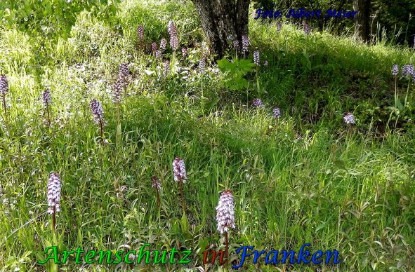 Copyright AiS Albert Meier Bild zum Eintrag (57822-160)