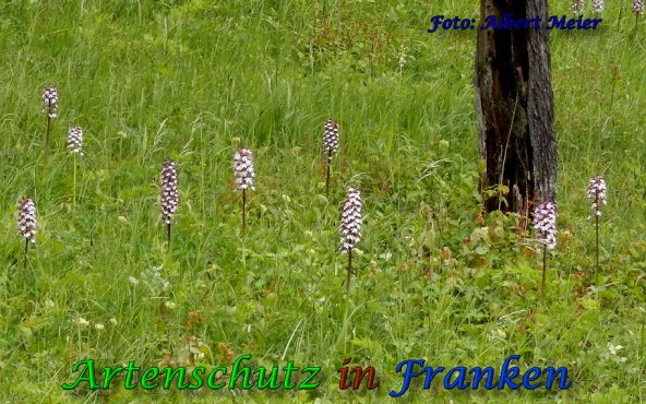 Copyright AiS Albert Meier Bild zum Eintrag (57835-160)