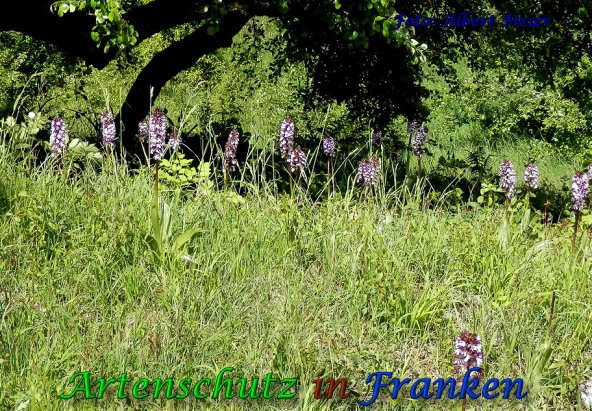 Copyright AiS Albert Meier Bild zum Eintrag (57839-160)