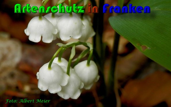 Copyright AiS Albert Meier Bild zum Eintrag (57851-160)
