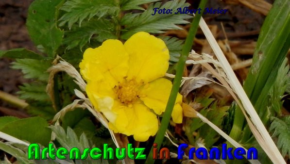 Copyright AiS Albert Meier Bild zum Eintrag (57975-160)