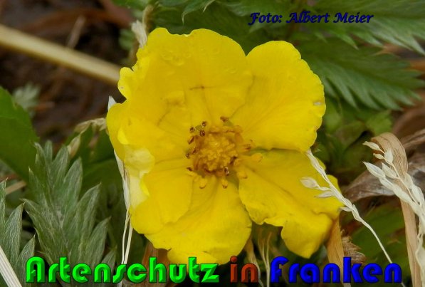 Copyright AiS Albert Meier Bild zum Eintrag (57976-160)