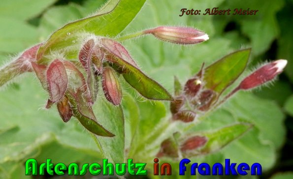 Copyright AiS Albert Meier Bild zum Eintrag (58000-160)