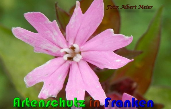 Copyright AiS Albert Meier Bild zum Eintrag (58001-160)