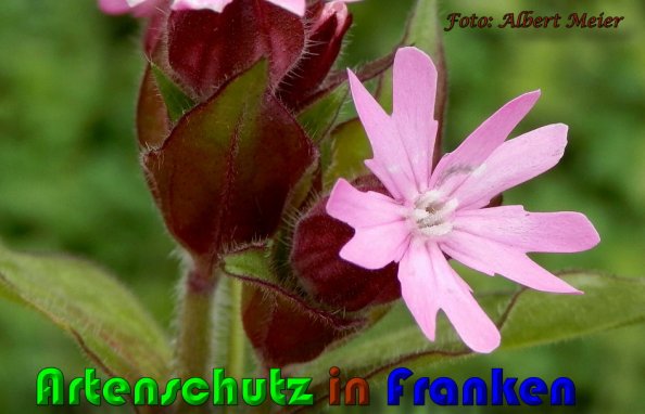 Copyright AiS Albert Meier Bild zum Eintrag (58002-160)