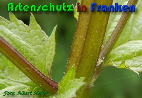 Copyright AiS Albert Meier Bild zum Eintrag (58020-160)