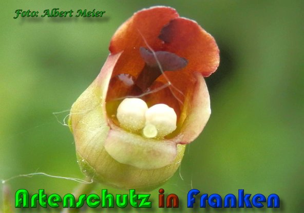 Copyright AiS Albert Meier Bild zum Eintrag (58021-160)