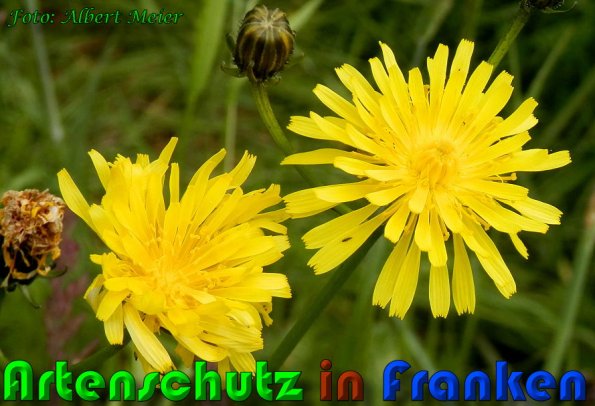 Copyright AiS Albert Meier Bild zum Eintrag (58025-160)