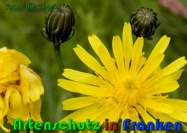 Copyright AiS Albert Meier Bild zum Eintrag (58026-160)