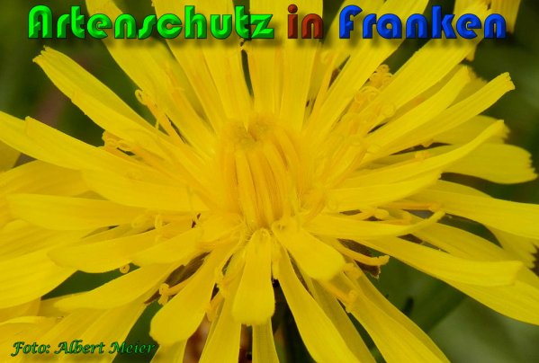 Copyright AiS Albert Meier Bild zum Eintrag (58027-160)