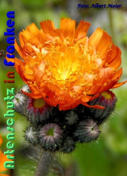 Copyright AiS Albert Meier Bild zum Eintrag (58286-160)