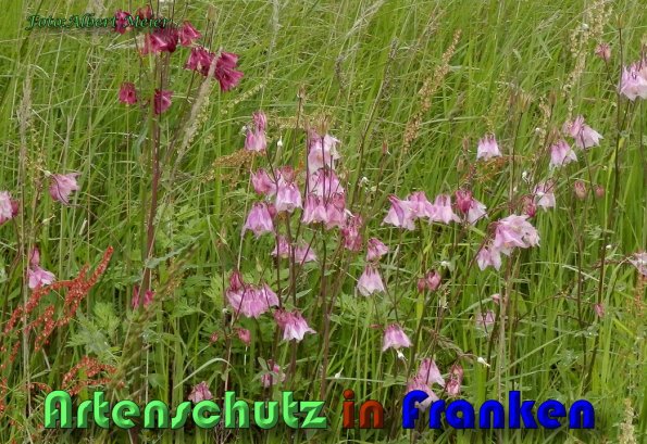 Copyright AiS Albert Meier Bild zum Eintrag (58509-160)