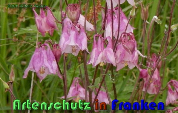 Copyright AiS Albert Meier Bild zum Eintrag (58510-160)