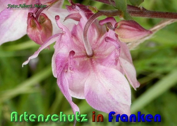 Copyright AiS Albert Meier Bild zum Eintrag (58511-160)