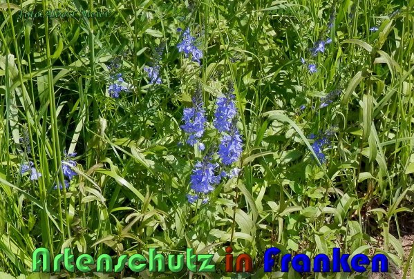 Copyright AiS Albert Meier Bild zum Eintrag (58526-160)