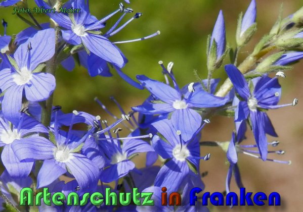 Copyright AiS Albert Meier Bild zum Eintrag (58527-160)