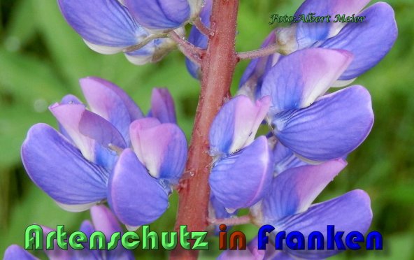 Copyright AiS Albert Meier Bild zum Eintrag (58533-160)