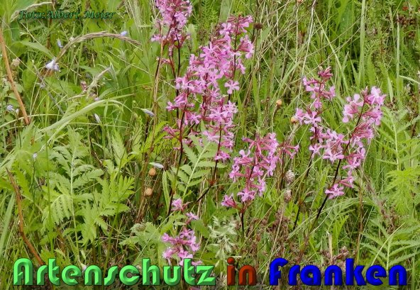 Copyright AiS Albert Meier Bild zum Eintrag (58536-160)