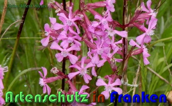 Copyright AiS Albert Meier Bild zum Eintrag (58537-160)