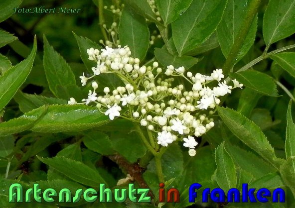 Copyright AiS Albert Meier Bild zum Eintrag (58542-160)