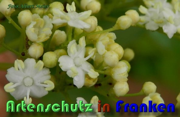 Copyright AiS Albert Meier Bild zum Eintrag (58543-160)