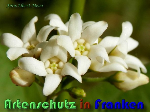 Copyright AiS Albert Meier Bild zum Eintrag (58547-160)