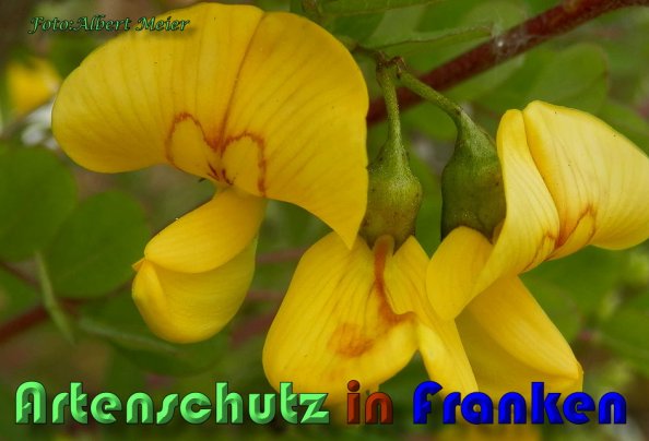 Copyright AiS Albert Meier Bild zum Eintrag (58553-160)