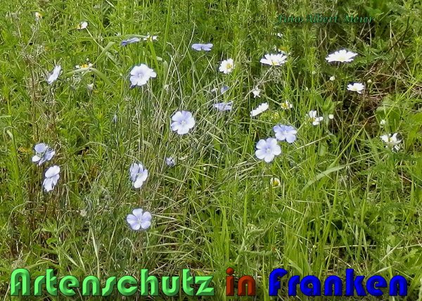 Copyright AiS Albert Meier Bild zum Eintrag (58556-160)