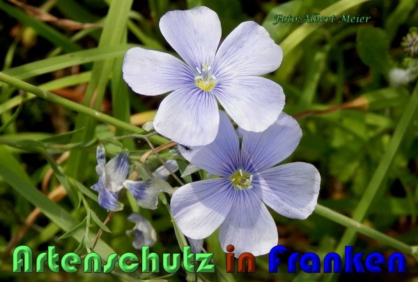 Copyright AiS Albert Meier Bild zum Eintrag (58557-160)