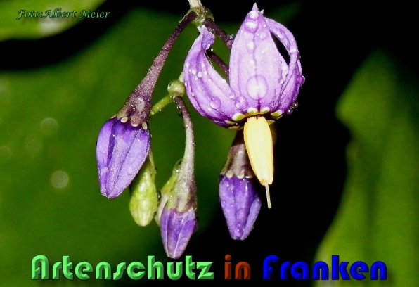 Copyright AiS Albert Meier Bild zum Eintrag (58603-160)