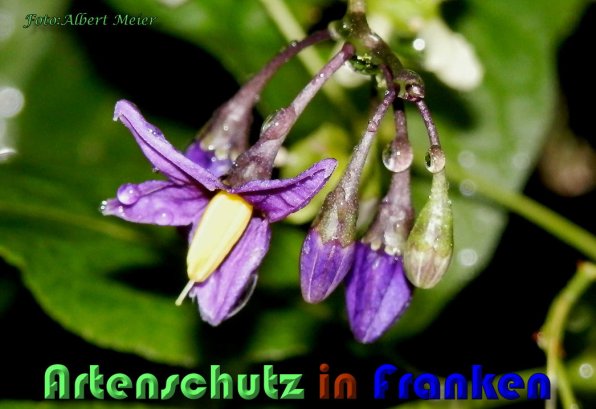 Copyright AiS Albert Meier Bild zum Eintrag (58604-160)