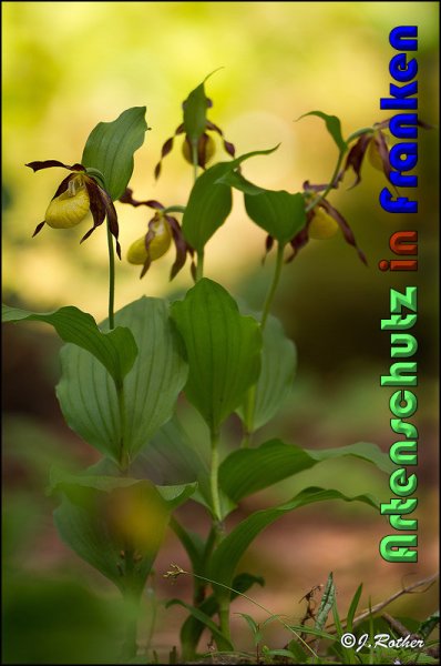 Copyright AiS Johannes Rother Bild zum Eintrag (58720-160)