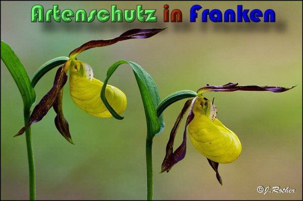 Copyright AiS Johannes Rother Bild zum Eintrag (58721-160)