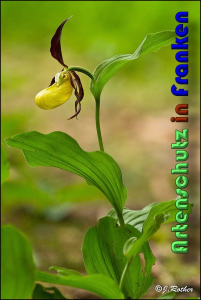Copyright AiS Johannes Rother Bild zum Eintrag (58724-160)