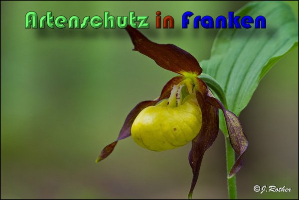 Copyright AiS Johannes Rother Bild zum Eintrag (58726-160)