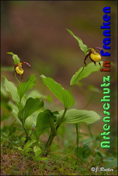 Copyright AiS Johannes Rother Bild zum Eintrag (58727-160)